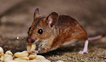 24 Hour & Emergency Exterminators in Glen Allen, VA